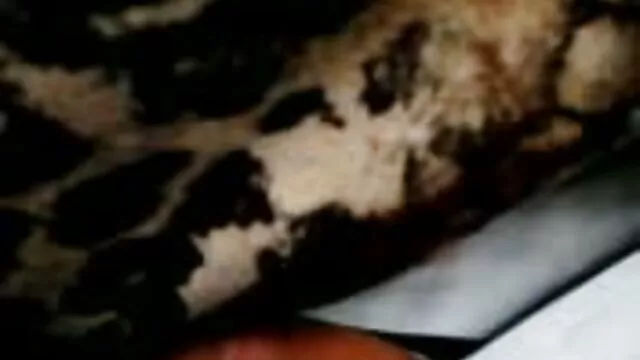 پورنو بدون ثبت نام  سکس عکس سکسی متحرک زنان زیبا روی مبل سفید برفی با فرفری سیسی کلارا